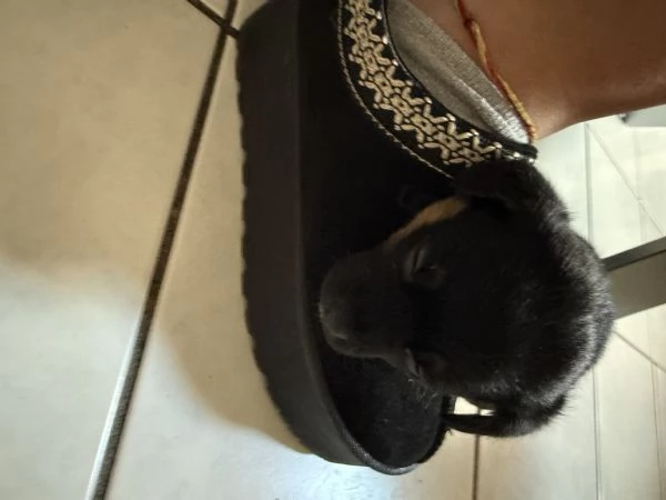 Cucciolo Toy | Foto 1