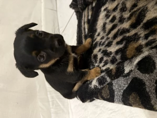 Cucciolo Toy | Foto 0