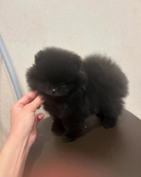 Pomeranian puppy 