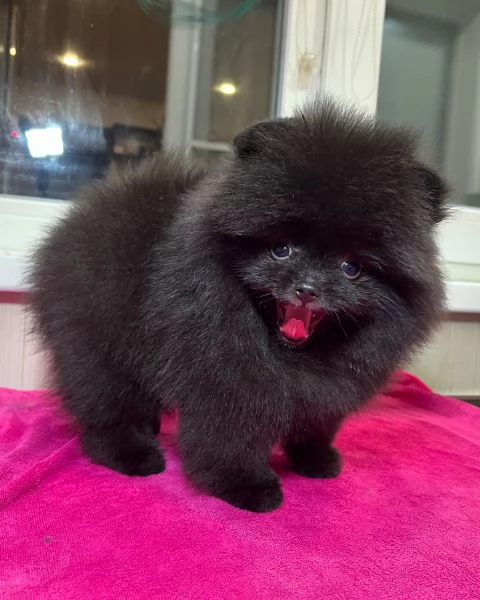 Pomeranian puppy  | Foto 4