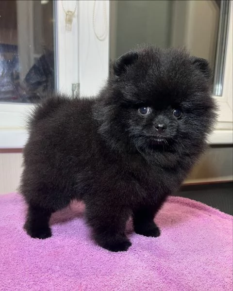 Pomeranian puppy  | Foto 3