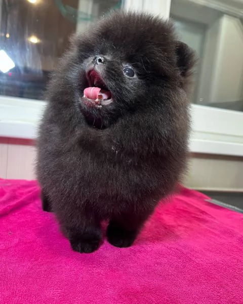 Pomeranian puppy  | Foto 2