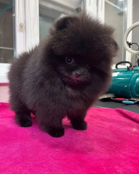 Pomeranian puppy  | Foto 1