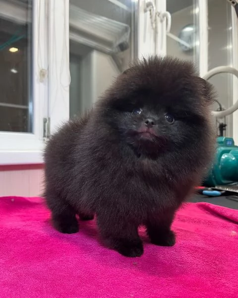 Pomeranian puppy  | Foto 0
