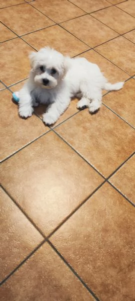 Cucciolo di maltese bellissimo e ubbidiente  | Foto 2