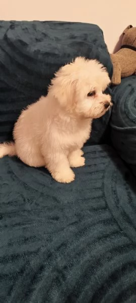 Cucciolo di maltese bellissimo e ubbidiente 