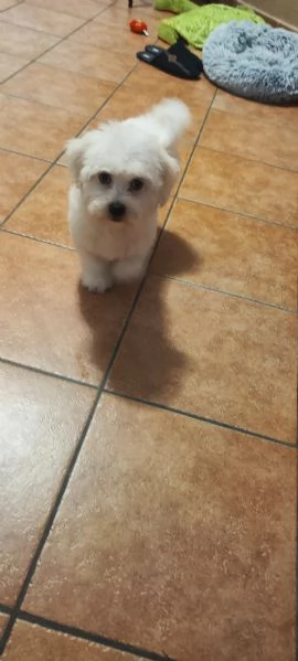 Cucciolo di maltese bellissimo e ubbidiente  | Foto 0