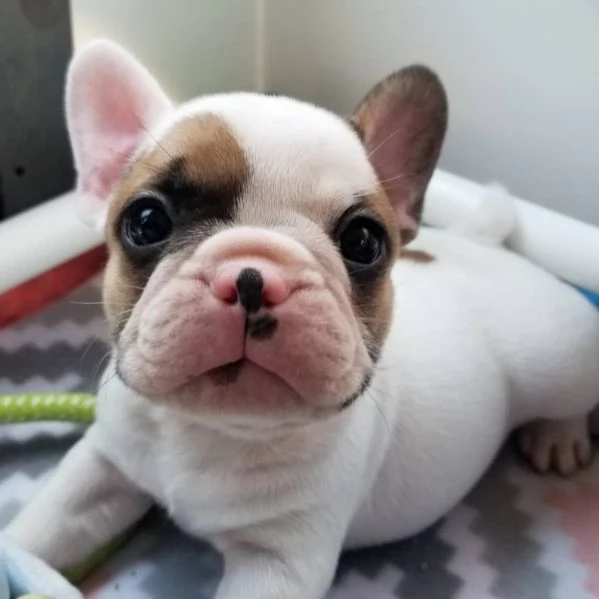 dispone di cuccioli di bouledogue francese