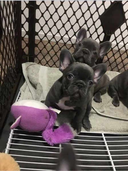 Cuccioli di bulldog francese pronti per le loro nuove case. | Foto 0