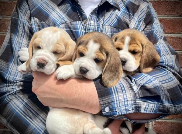 Cuccioli beagle maschi femmine!!!! | Foto 0
