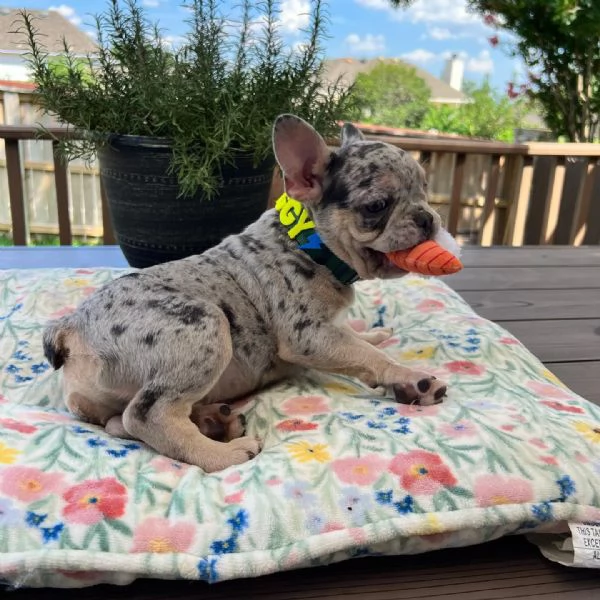 Vendita cucciolo cucciola diBouledogue Francese blu e tanfemmina | Foto 0