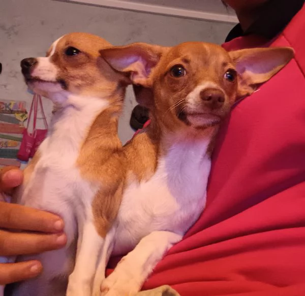 Cuccioli cercano casa | Foto 1