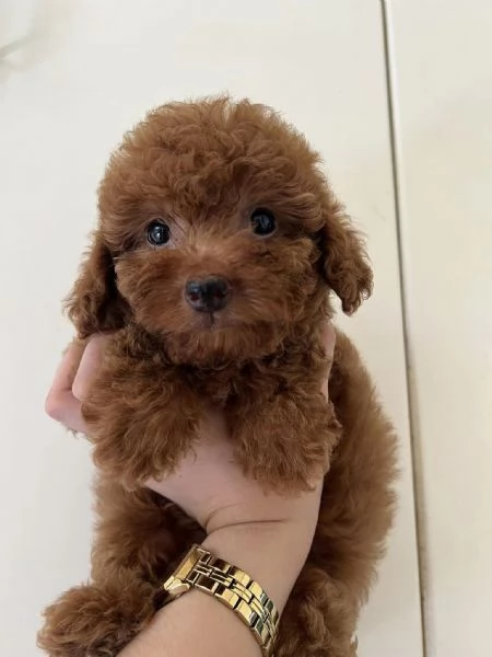 Cuccioli di Barboncini toy 100% | Foto 0