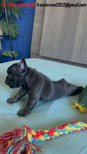 Cuccioli di Bulldog francese in adozione | Foto 1