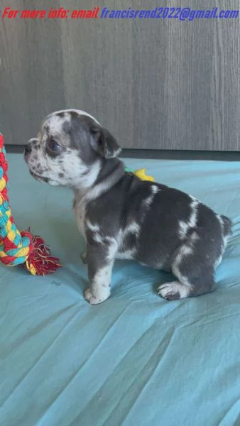 Cuccioli di Bulldog francese in adozione | Foto 0