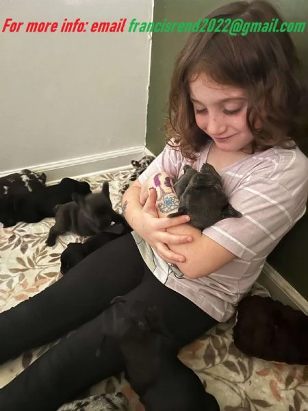 Cuccioli di Bulldog francese in adozione