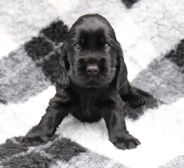 cuccioli cocker spaniel inglese con pedigree | Foto 4