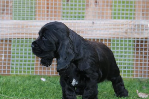 cuccioli cocker spaniel inglese con pedigree | Foto 3