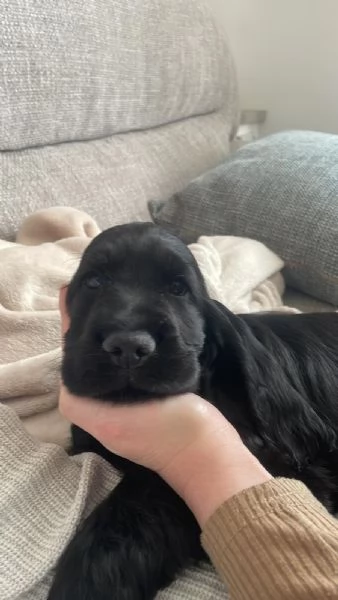 cuccioli cocker spaniel inglese con pedigree | Foto 1