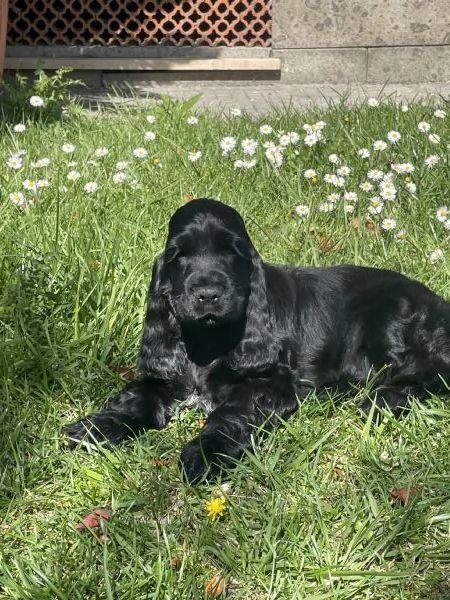 cuccioli cocker spaniel inglese con pedigree | Foto 0