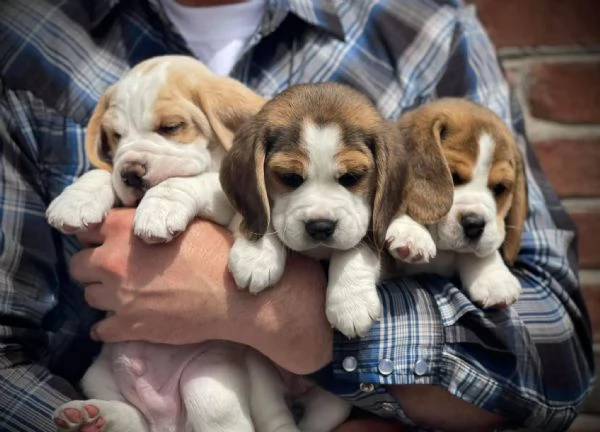Cucciolate di Beagle