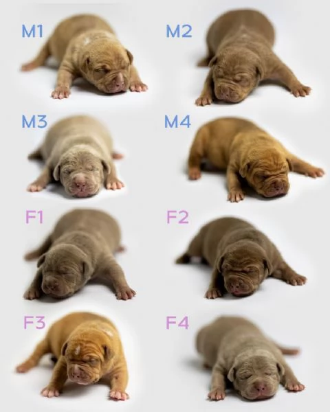 American Bully Cuccioli | Foto 3