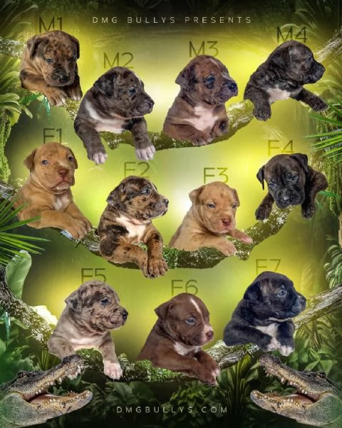 American Bully Cuccioli | Foto 2