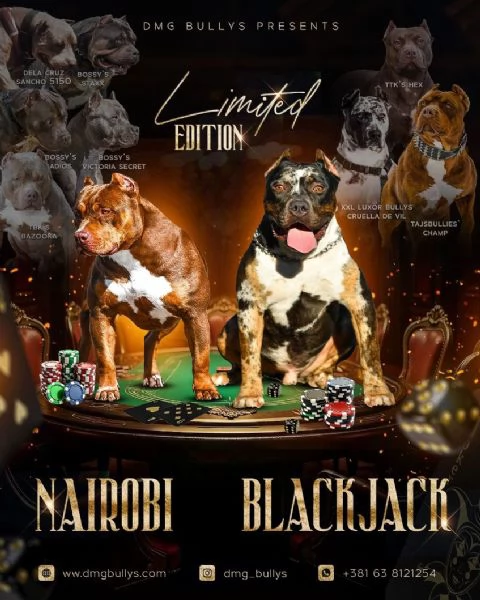 American Bully Cuccioli | Foto 1