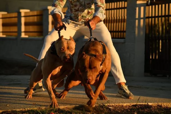 American Bully Cuccioli | Foto 0