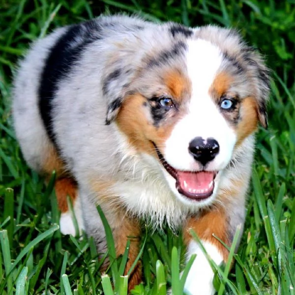 Cuccioli di pastore australiano disponibili. | Foto 3