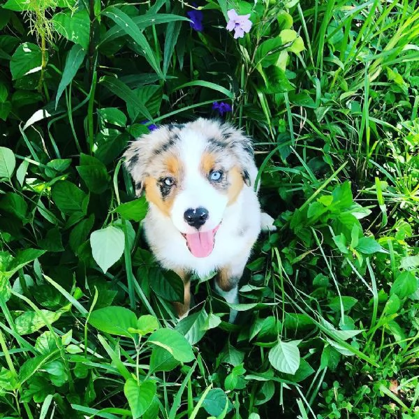 Cuccioli di pastore australiano disponibili. | Foto 2