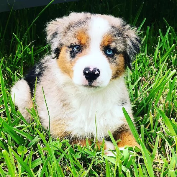 Cuccioli di pastore australiano disponibili. | Foto 1