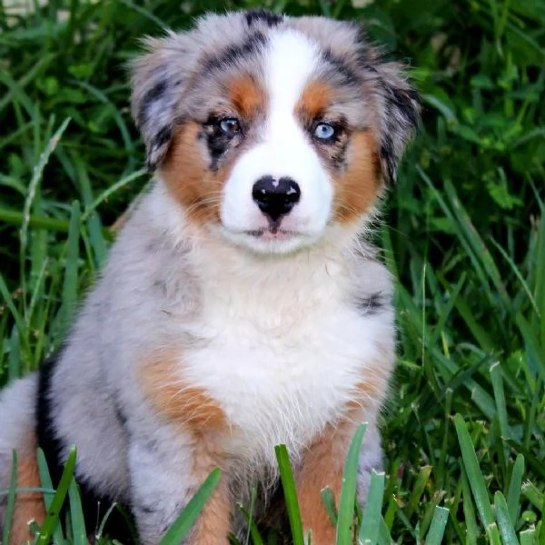 Cuccioli di pastore australiano disponibili. | Foto 0