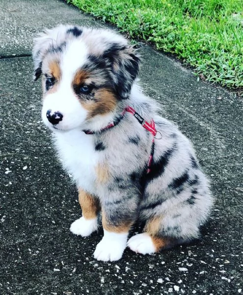 Cuccioli di pastore australiano disponibili.