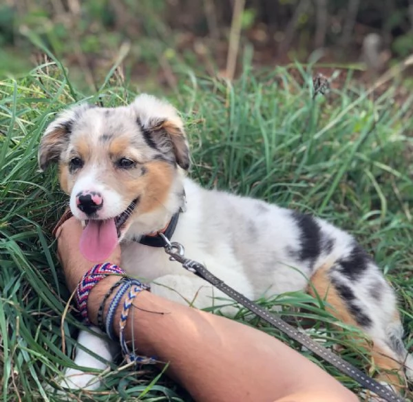 Cuccioli di pastore australiano disponibili.