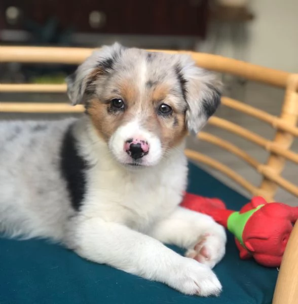 Cuccioli di pastore australiano disponibili. | Foto 2