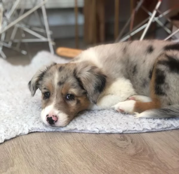 Cuccioli di pastore australiano disponibili. | Foto 1