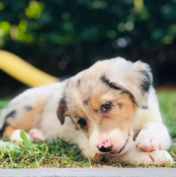 Cuccioli di pastore australiano disponibili. | Foto 0