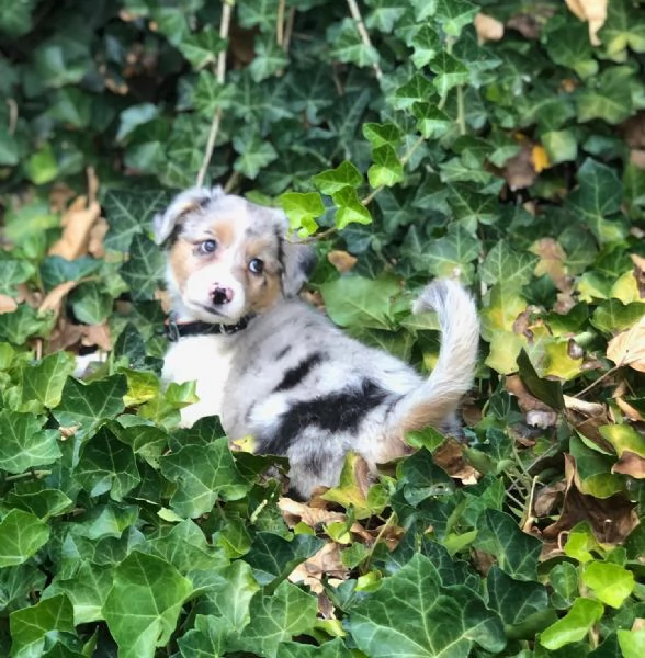 Cuccioli di pastore australiana disponibili. | Foto 2