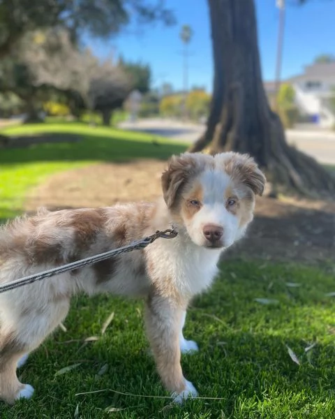 Cuccioli di pastore australiana disponibili.