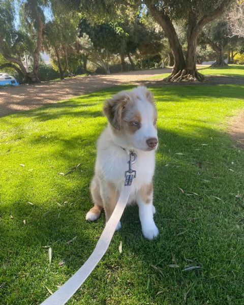 Cuccioli di pastore australiana disponibili. | Foto 4
