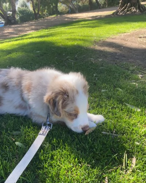 Cuccioli di pastore australiana disponibili. | Foto 3