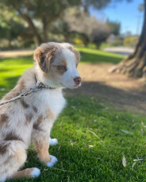 Cuccioli di pastore australiana disponibili. | Foto 1