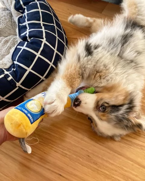 Cuccioli di pastore australiana disponibili. | Foto 1