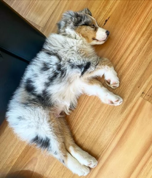 Cuccioli di pastore australiana disponibili. | Foto 0