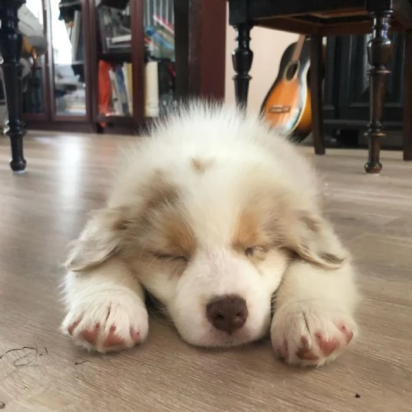 Cuccioli di pastore australiano disponibili. | Foto 0