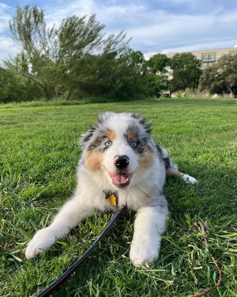 pastore australiano disponibile.