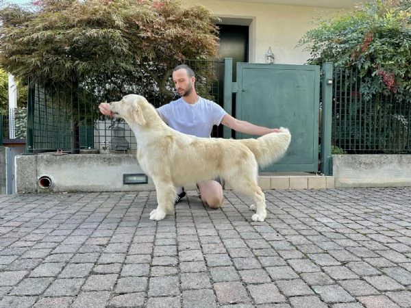 Cuccioli Golden Retriever  | Foto 6