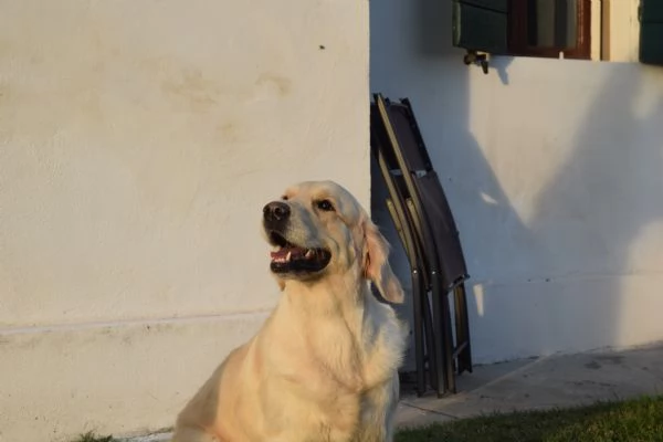 Cuccioli Golden Retriever  | Foto 5
