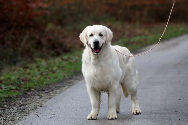 Cuccioli Golden Retriever  | Foto 4